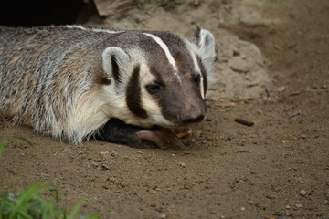 Badger taking a rest