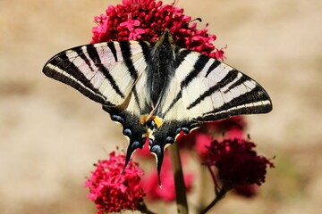 Magnifique papillon blanc et noir avec ses ronds bleus sur une belle fleur rouge
