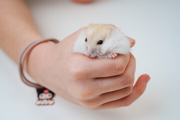 a small white with a red hamster in children's hands.