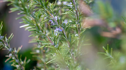 Obraz premium The flowers of a flowering tree in spring
