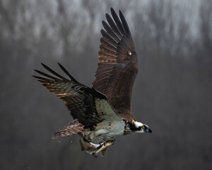 Osprey in flight carry a fish