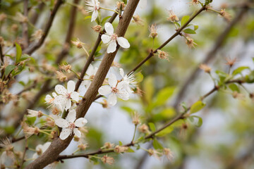 April - spring white flowers on bush