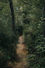 Fototapeta premium Parque Nacional Conguillío, 9na región de chile