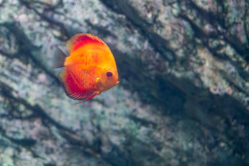 Obraz premium beautiful sea fish in the aquarium close-up