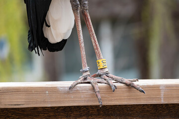 Metal ornithological rings on woolly-necked stork bird's leg