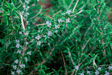 A sprig of flowering rosemary