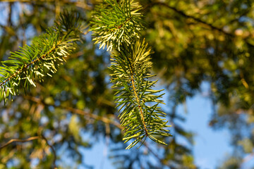 pine tree branches