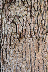 Naklejka premium bark of a tree texture