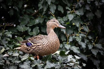 Wild duck with ivy on background