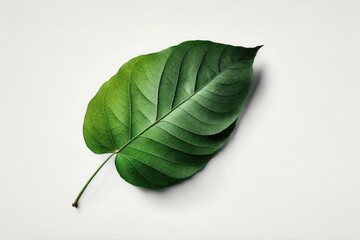 isolated green leaf on a white backdrop. Generative AI