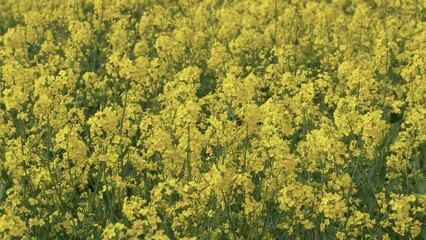 field of oilseed rape yellow flowers, bee collecting pollen