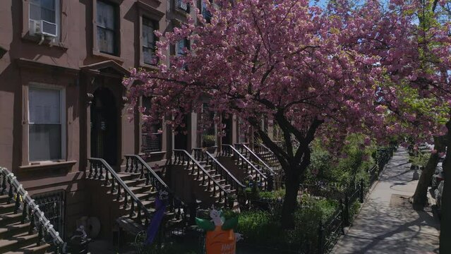 slower rising shot of flowering tree on street of Brooklyn brownstone houses