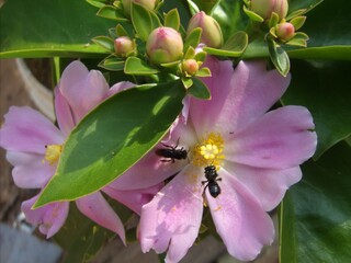 Foto bem de perto de uma flor de ora-pro-nobres, com pequenas abelhas na flor