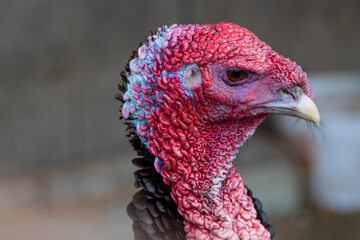 Closeup of a red turkey face