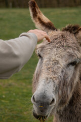 Cute furry donkey ear closeup