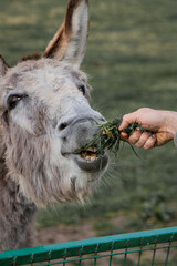 Hand fed friendly farm animal donkey