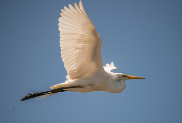 Greater: A Great White Egret raises its expansive wings as it glides across a clear blue sky in Saint Marys, Georgia