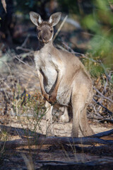 Western Grey Kangaroos (Macropus fuliginosus) are distinguishable by their finely haired muzzle. They have light to dark-brown fur. Paws, feet and tail tips vary in colour from brown to black.