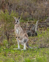 An Eastern Grey Kangaroo (Macropus giganteus) standing in the open