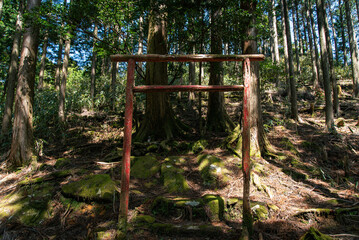Small torii in the forest
