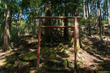 Fototapeten Small torii in the forest © Yutaka S.