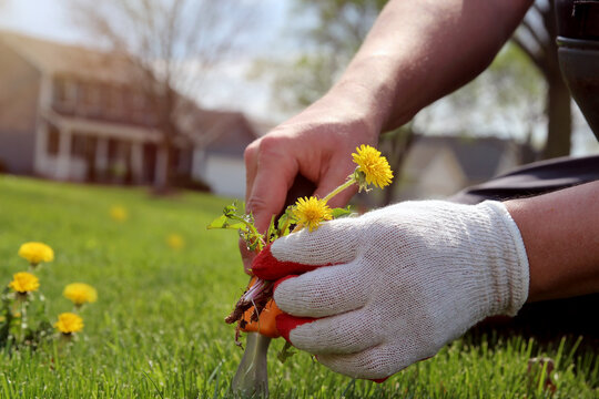 A man  is pulling  dandelion, weeds out from the grass loan otside.