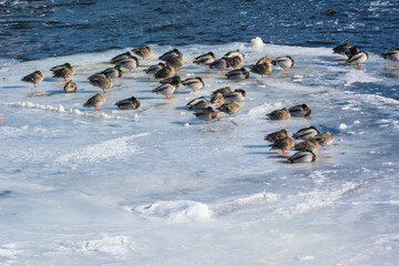 Mallard Ducks Resting On River Ice In Winter