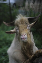 Fototapeta premium A cabra