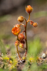 Scarlet Sundew (Drosera glanduligera) AKA the Pimpernel Sundew is a rosetted annual carnivorous plant that is endemic to Australia.