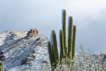 Beautiful snow covered saguaro cacti in Pima Canyon during a rare snow storm in the Sonoran Desert. Beautiful winter scenery in the American Southwest. Tucson, Arizona, USA. March 2nd of 2023.