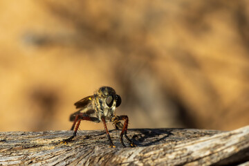 A Robber Fly of the scientific family Asilidae. Robber flies are large, bristly flies that catch their prey (usually other insects) mid-flight