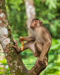 An adult Southern Pig-tailed Macaque (Macaca nemestrina)