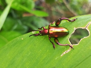 bug on a leaf