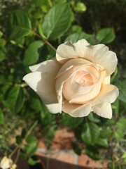 Budding Solo Rose