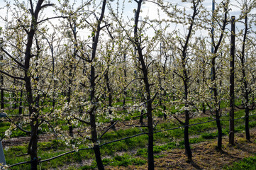 Spring white blossom of plum fruit trees in orchard, Sint-Truiden, Haspengouw, Belgium