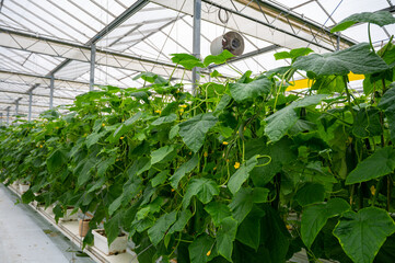 Young green cucumbers vegetables hanging on lianas of cucumber plants in green house