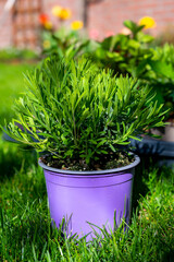 Spring garden reconstruction works in progress, new green plants ready for planting in spring