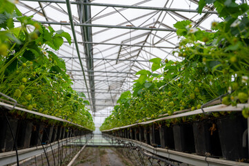 Fototapeta premium Spring season in greenhouse, unripe green strawberries growing on organic strawberry farm in the Netherlands