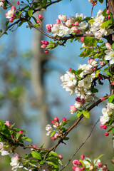 Spring pink blossom of apple trees in orchard, fruit region Haspengouw in Belgium, close up