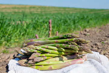 New harvest, bunch of green asparagus sprouts growing on bio farm field in Limburg, Belgium