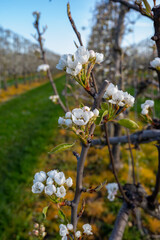 Spring white blossom of pear fruit trees in orchard, Sint-Truiden, Haspengouw, Belgium