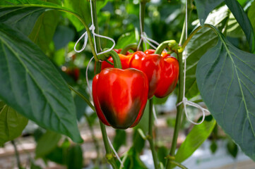 Big ripe sweet bell peppers, red paprika, growing in glass greenhouse, bio farming in the Netherlands