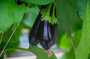 Dutch organic greenhouse farm with rows of eggplants plants with ripe violet vegetables and purple flowers