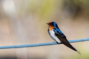 Welcome Swallow (Hirundo neoxena) race 