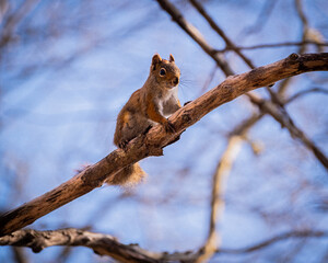 squirrel on tree