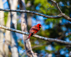 cardinal on a branch