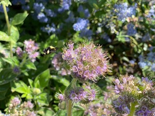 Bee Pollinating Flowers