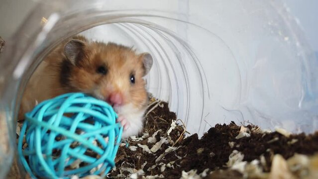 cute syrian hamster bitting on the blue play toy in his tunnel. Close up. High quality 4k footage