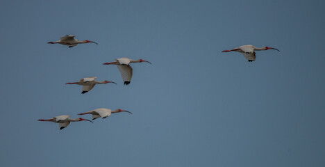 Flocked: A flock of American White Ibis streak across a clear blue sky in Saint Marys, Georgia