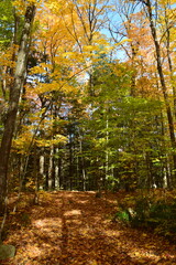 Fototapeta premium Sentier de la Presqu'ile, Montreal